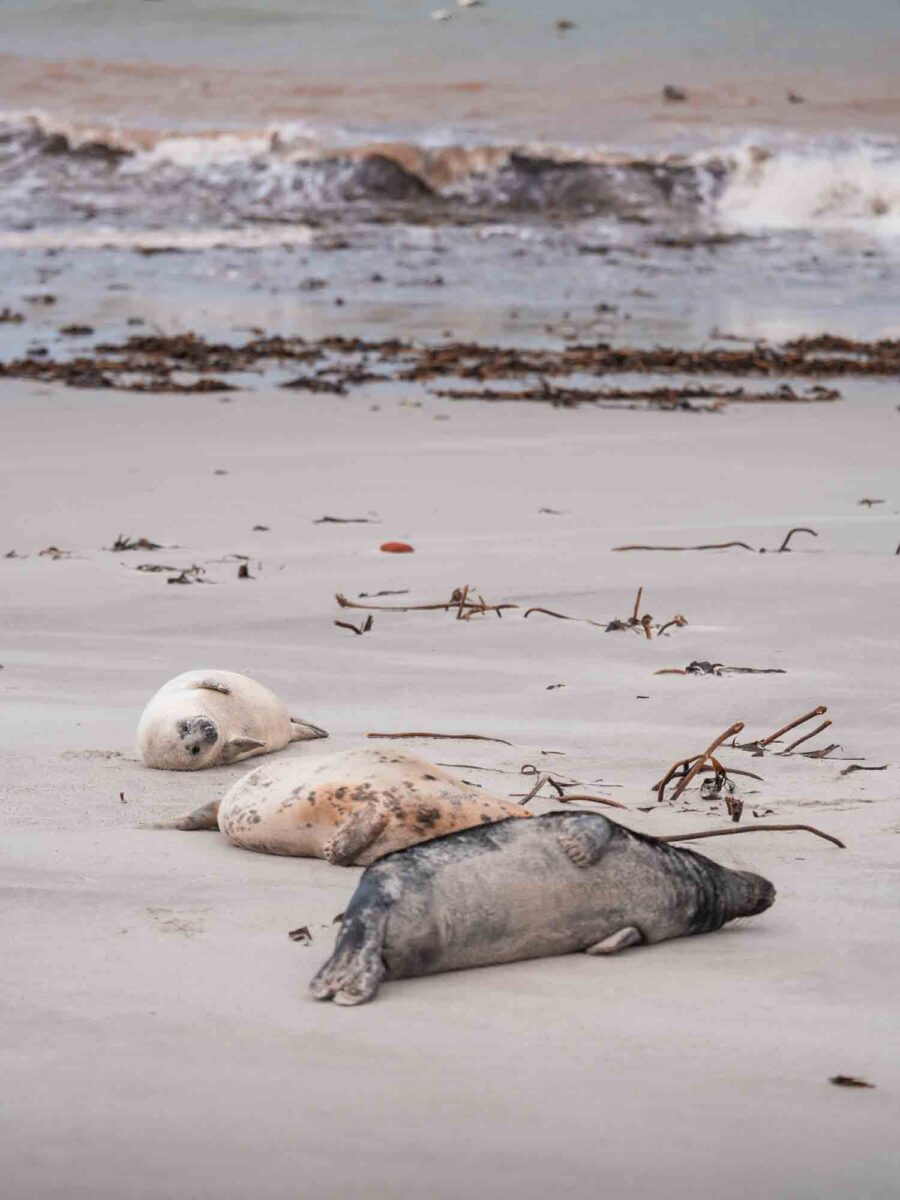 Helgoland: Sehenswürdigkeiten auf Insel und Düne