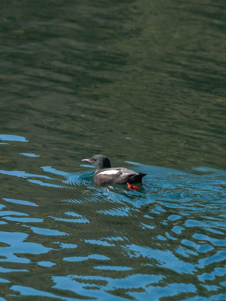 Vogelbeobachtung Nordirland