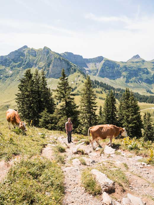 Kühe auf dem Weg zur Kanisfluh