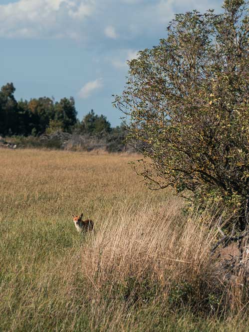 Fuchs auf Öland