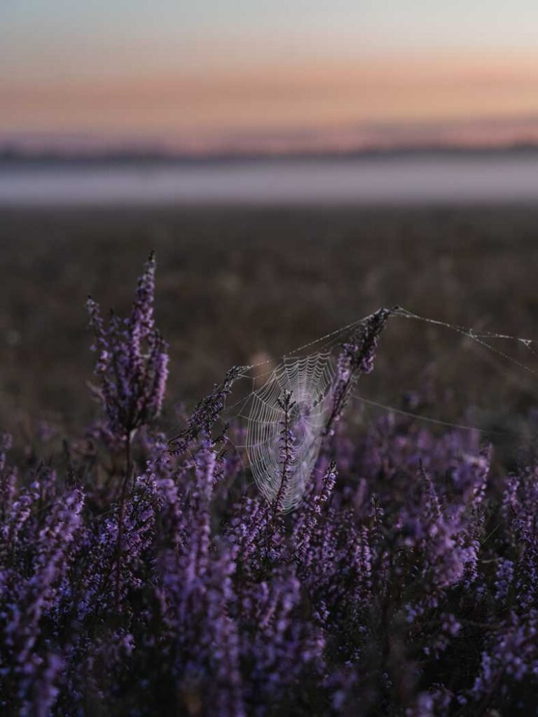 Morgenstimmung mit Spinnnetzen im Naturpark