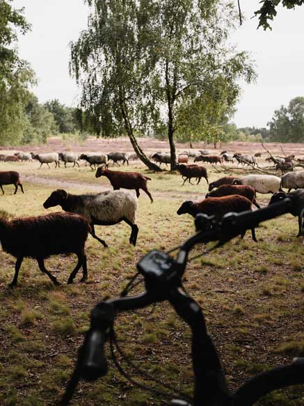 Naturpark Lüneburger Heide Heidschnucken unterwegs