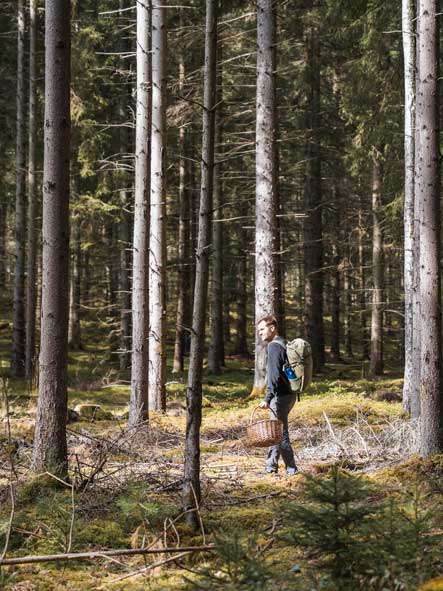 Geführte Pilzwanderung Smaland Aktivitäten