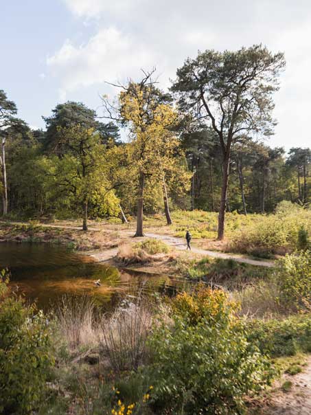 Bossen en Vennen in Oisterwijk
