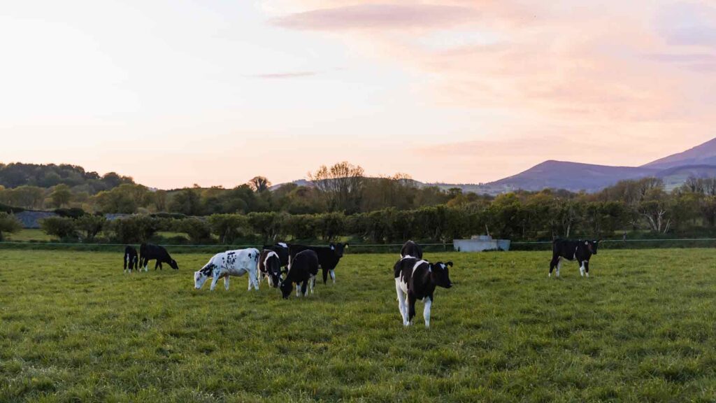 Das fruchtbare Golden Vale in Mitchelstown