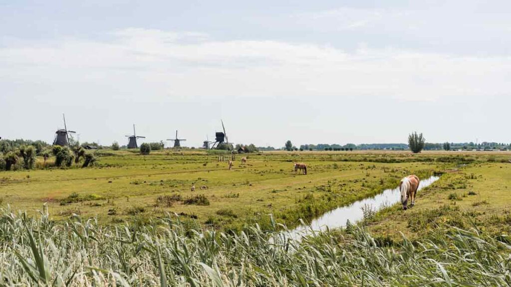 Kinderdijk Niederlande Landschaft
